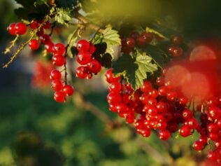 O tych, których zjadam za mało