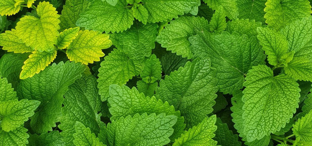 A&nbsp;Hint of&nbsp;Appreciation for Mint