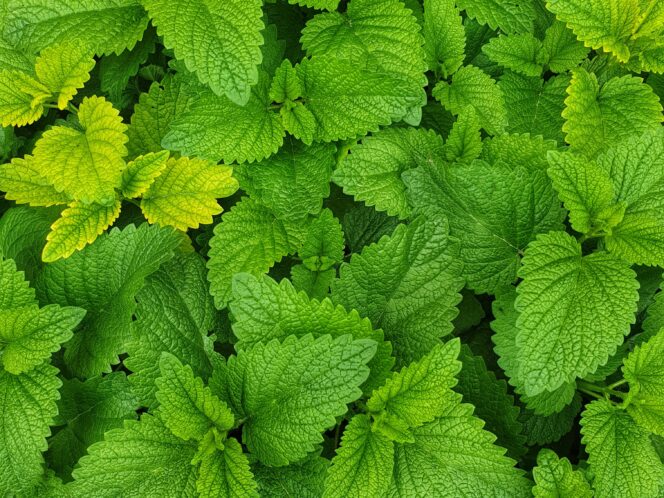 A&nbsp;Hint of&nbsp;Appreciation for Mint