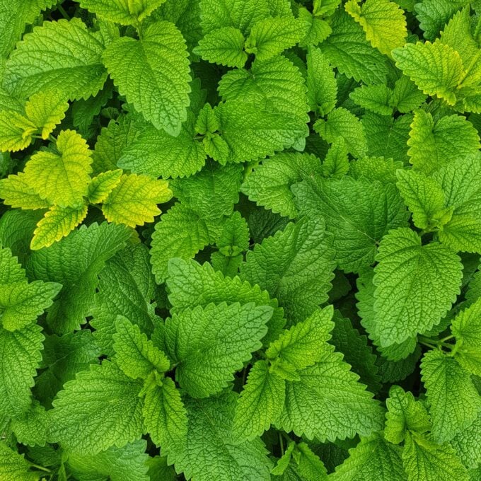 A Hint of Appreciation for Mint