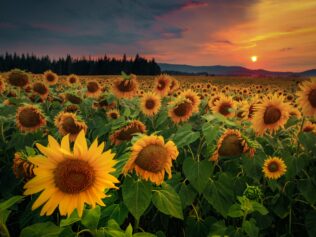 The Discreet Movements of the Sunflower
