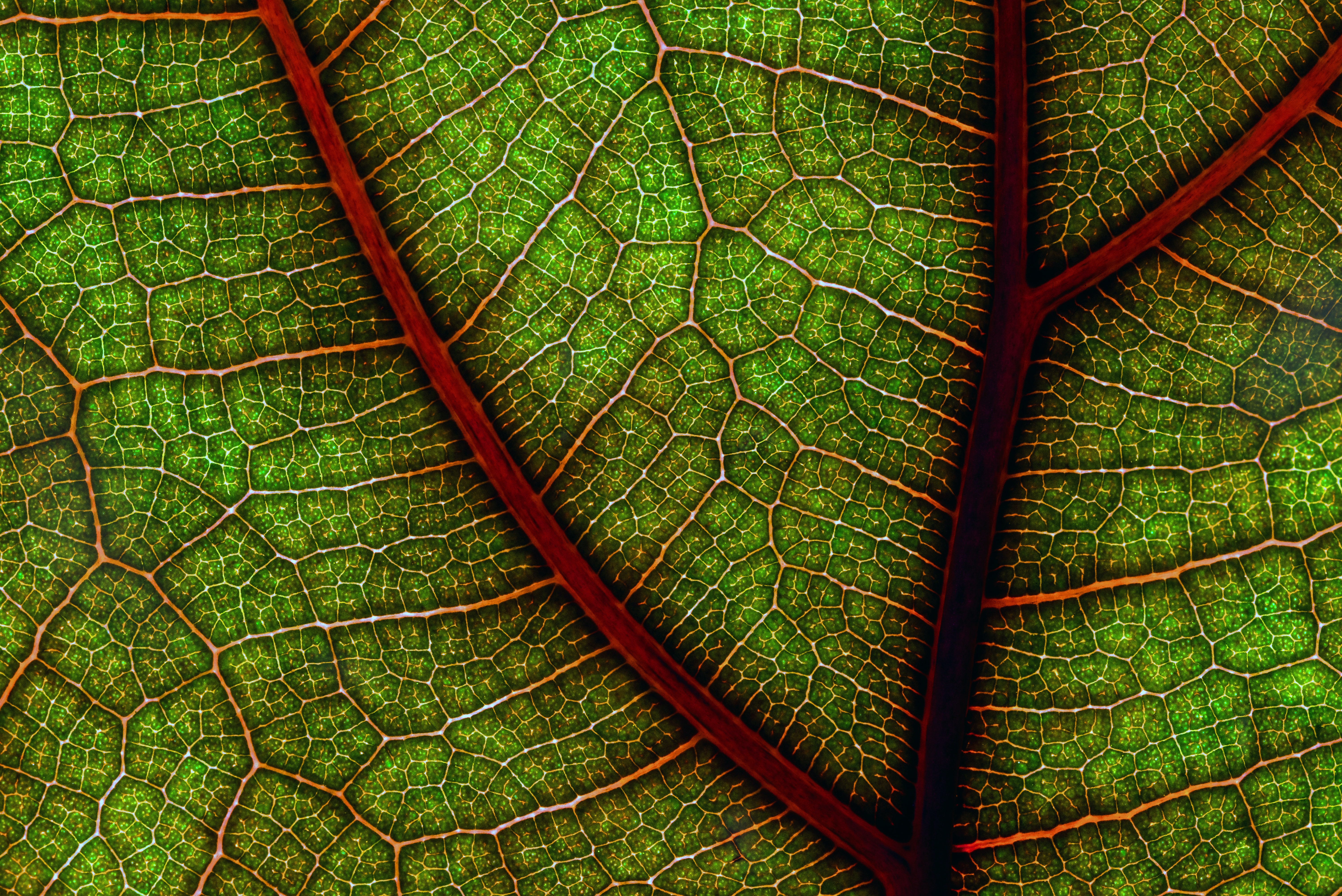 The Fig Tree Remembers