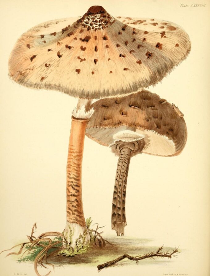 Backyard Fungi
