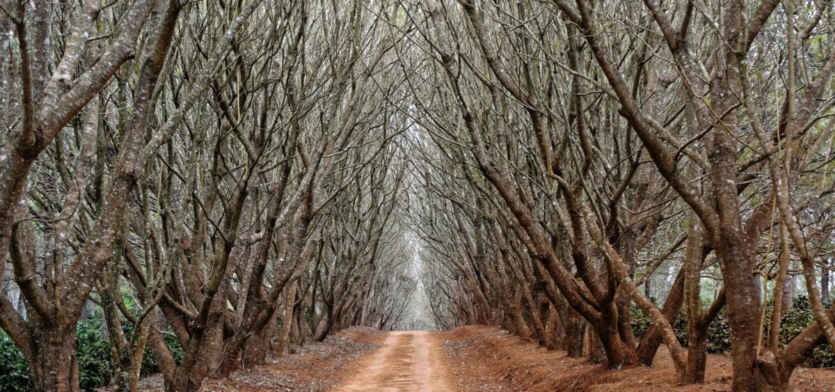 Trees Are Friendlier Than You Think