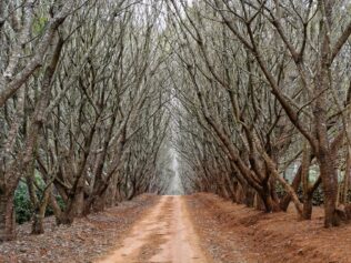 Trees Are Friendlier Than You Think