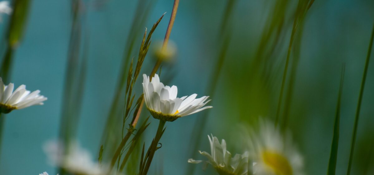 Daisies Forever