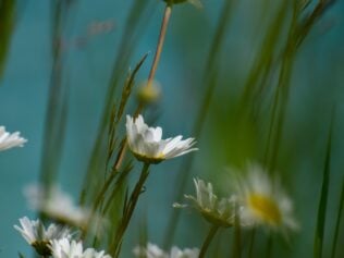 Daisies Forever