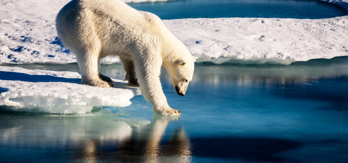 A&nbsp;Dip in&nbsp;the Ice Feels Rather Nice