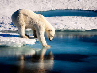 A Dip in the Ice Feels Rather Nice