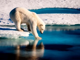 A Dip in the Ice Feels Rather Nice