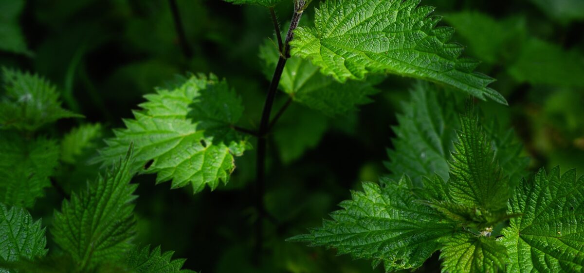 Garden Greens