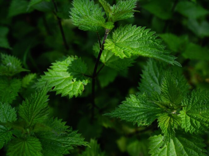 Garden Greens