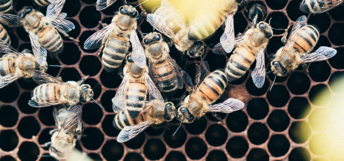 Beehive Medicine