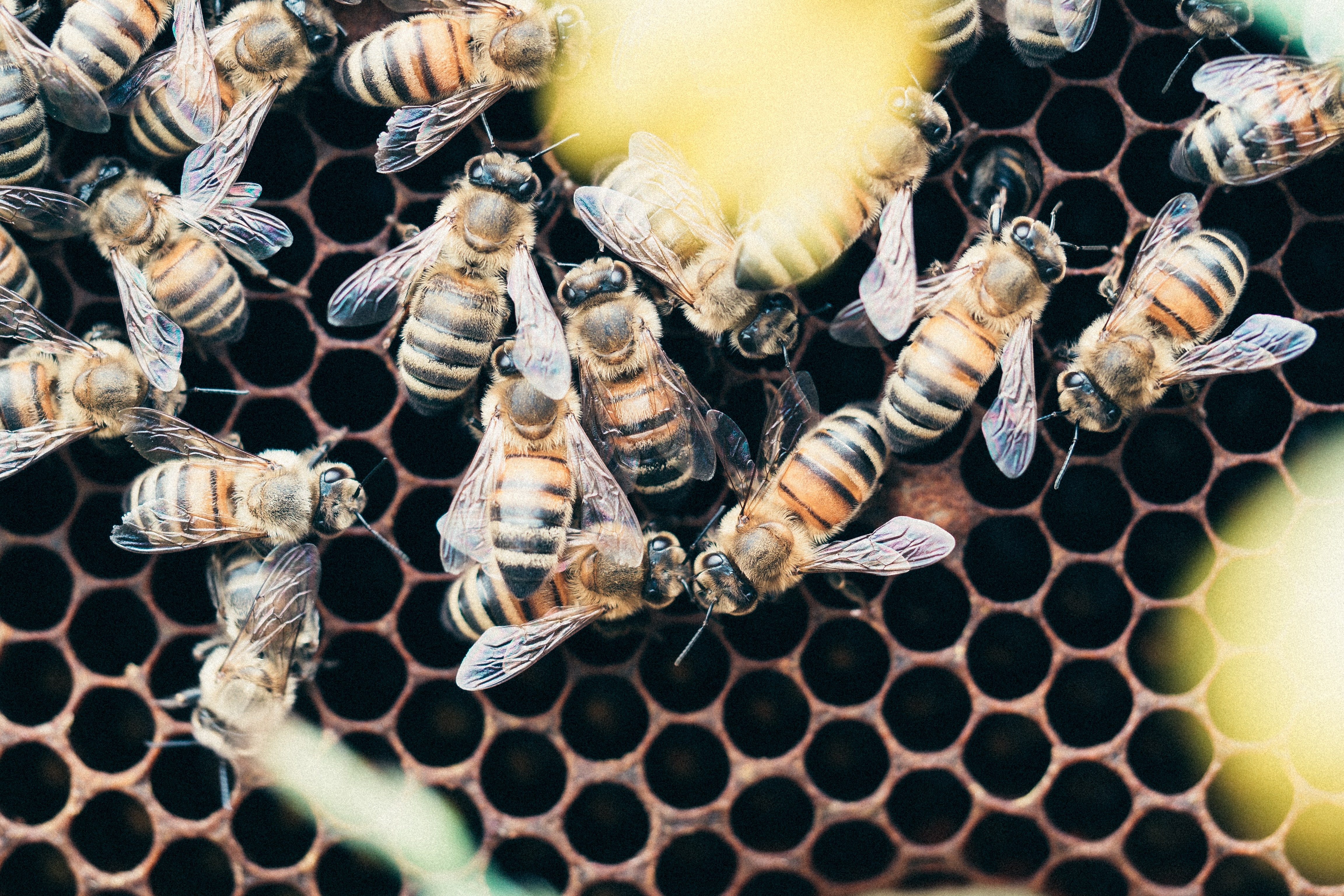 Beehive Medicine