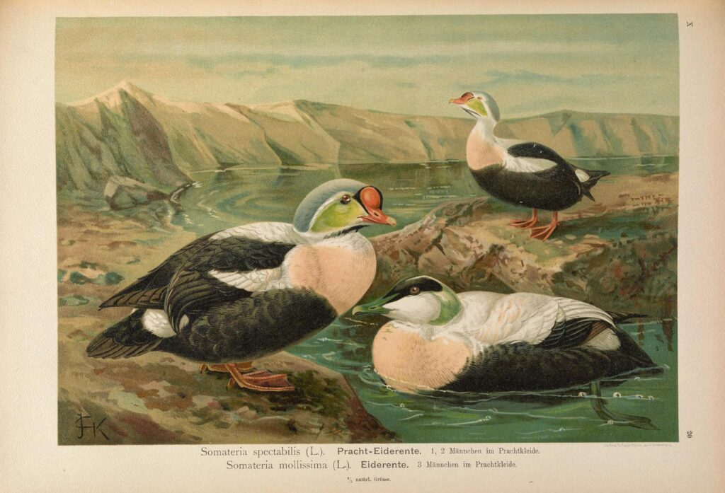 The Mystery of the Eider