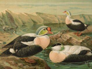 The Mystery of the Eider