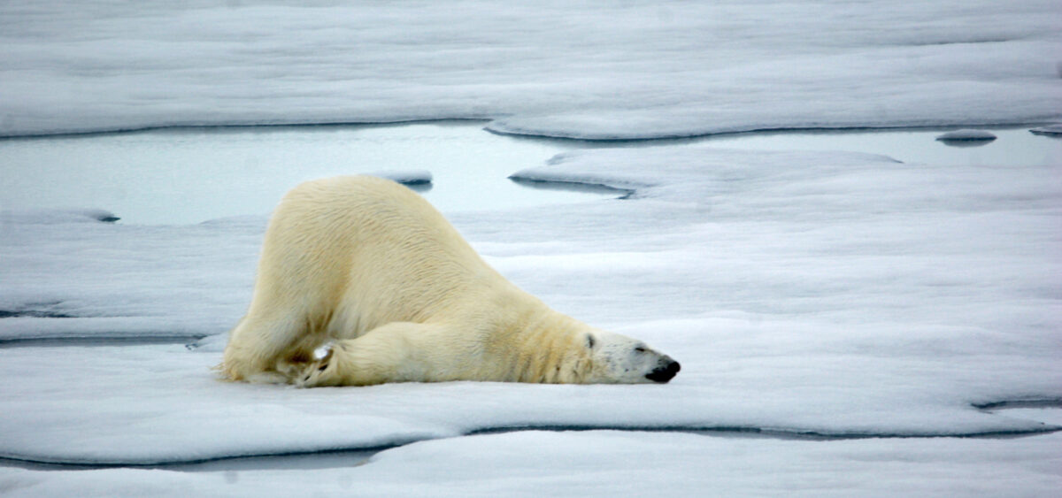 A&nbsp;Cream-Colored Bear