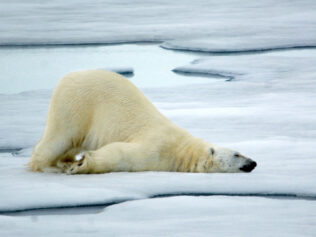 A Cream-Colored Bear