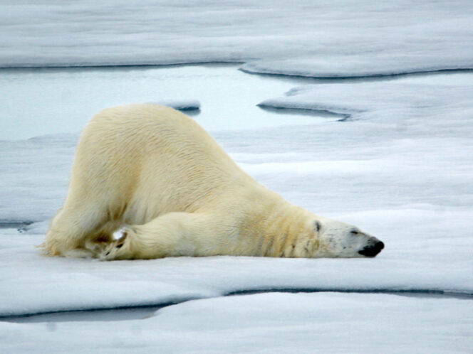 A&nbsp;Cream-Colored Bear