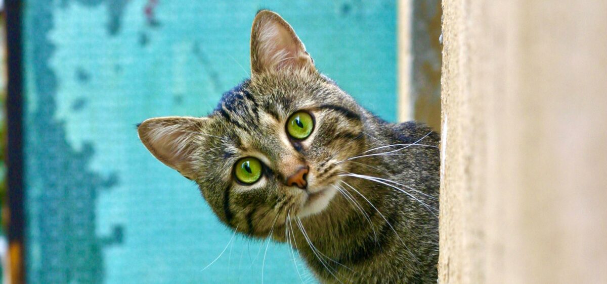 A&nbsp;Cat’s Point of&nbsp;View
