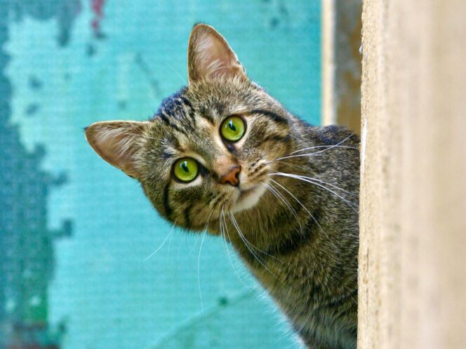 A&nbsp;Cat’s Point of&nbsp;View