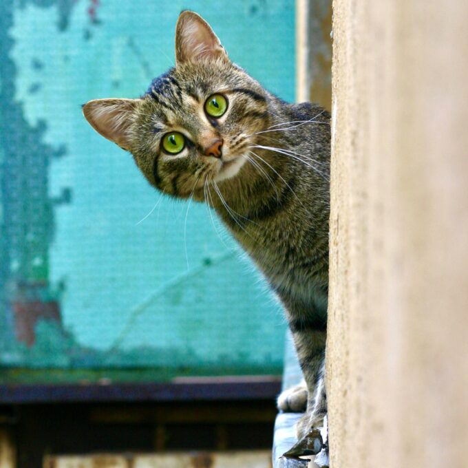 A Cat’s Point of View