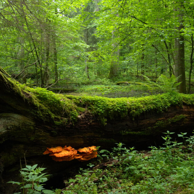 Crying in the Wilderness