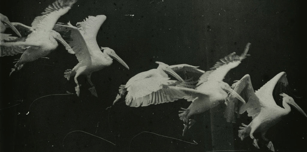 Chronofotografia, Lot pelikana, około 1882 r. 