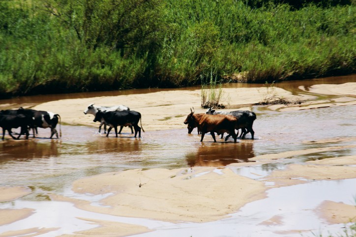 Pasterze prowadzą bydło do rzeki, zamulonej z powodu susz i erozji gleby. Zdjęcie: Fidelis Manyange