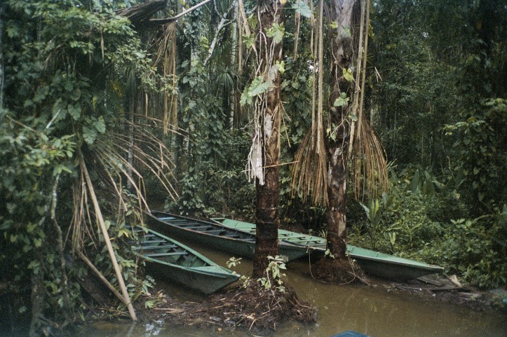 Rezerwat Tambopata to jedna z najbogatszych biologicznie krain na planecie. Tysiące gatunków zwierząt i drzewa o systemach korzeniowych wielkości ciężarówki. Ale jego przyszłości zagraża gorączka złota.