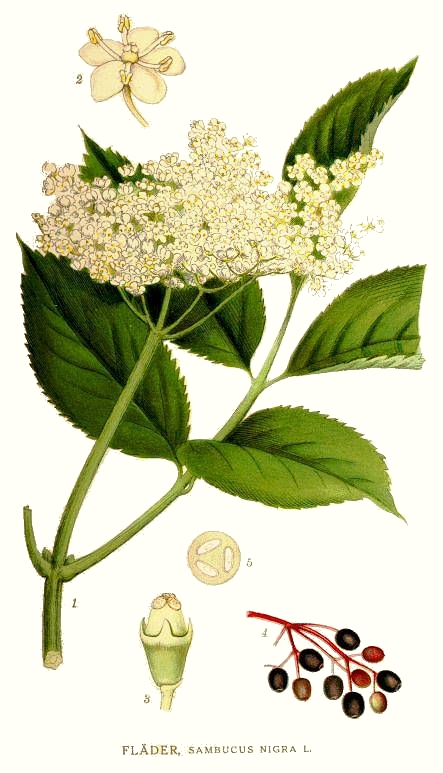 Sambucus nigra L., "Bilder ur Nordens Flora", Carl Axel Magnus Lindman, ok. 1905 r. / Wikimedia Commons