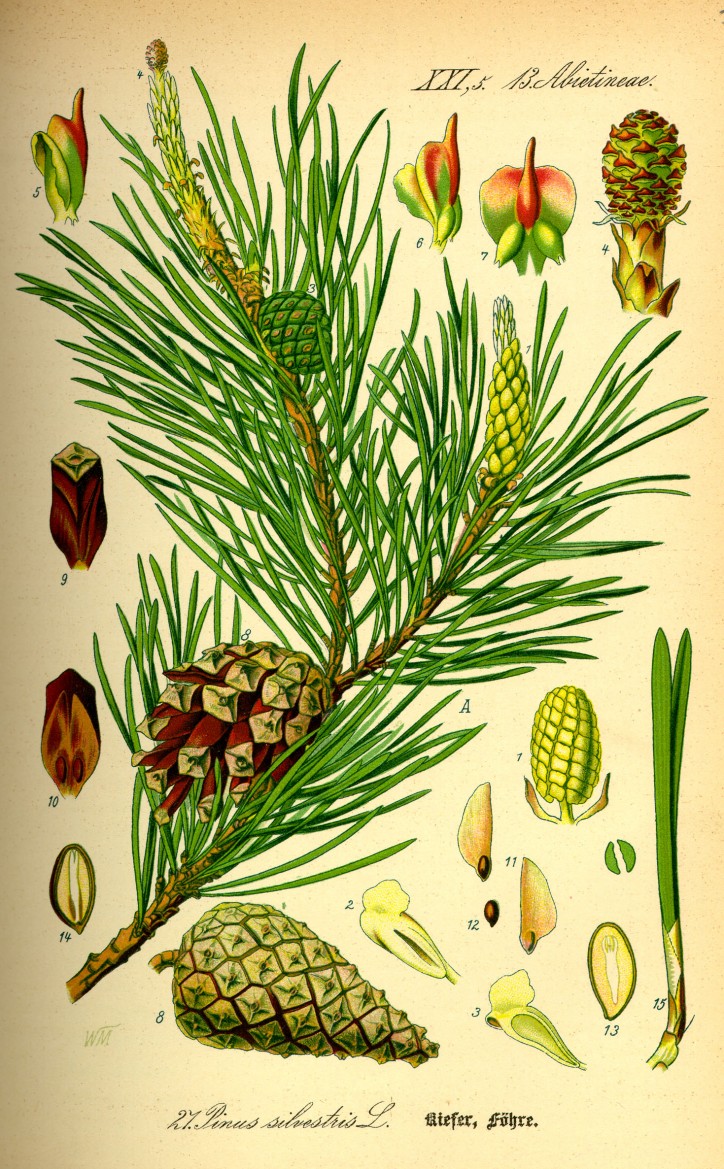 Pinus sylvestris, Otto Wilhelm Thomé, "Flora von Deutschland, Österreich und der Schweiz.", 1885 r. / Wikimedia Commons