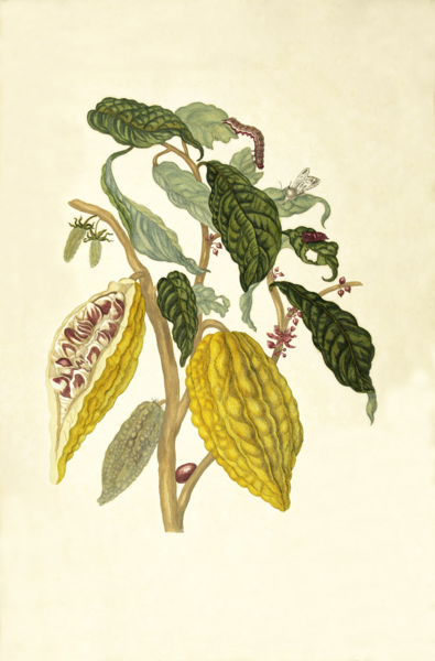 Kakao (Theobroma cacao) w "Veranderingen der Surinaamsche Insecten", Maria Sibylla Merian, 1705 r. /Wikimedia Commons