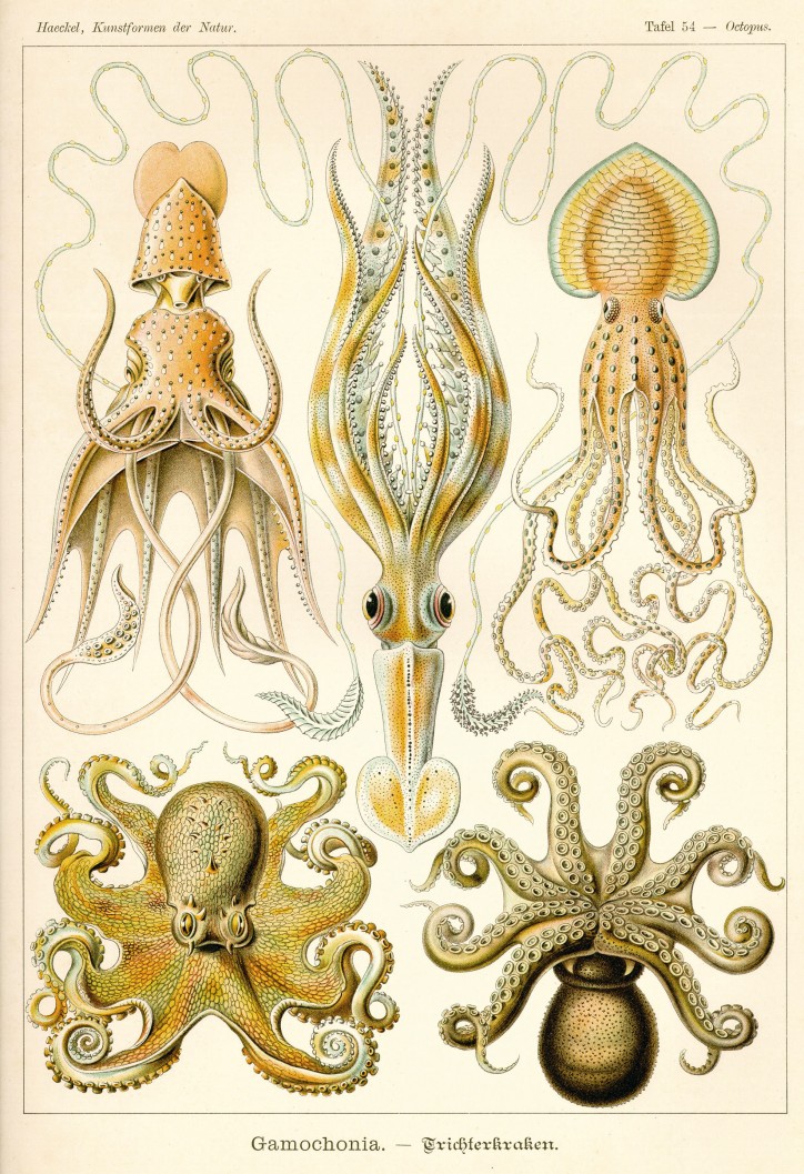 The 54th plate from Ernst Haeckel's ''Kunstformen der Natur'' (1904), depicting organisms classified as Gamochonia (public domain)