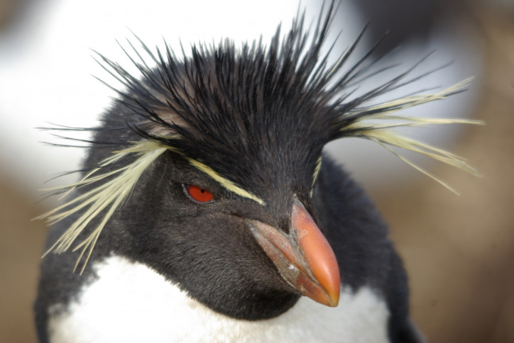 Pingwin skalny; zdjęcie: Mikołaj Golachowski