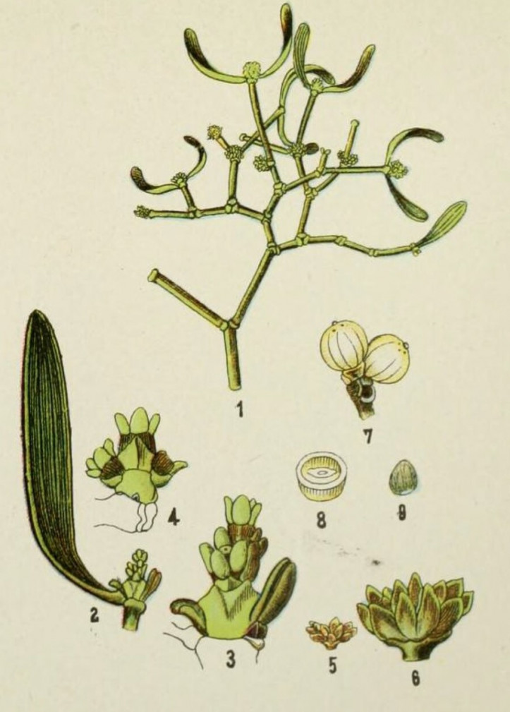 Viscum album, "British flowering plants", W. F. Kirby, źródło: Swallowtail Garden Seeds
