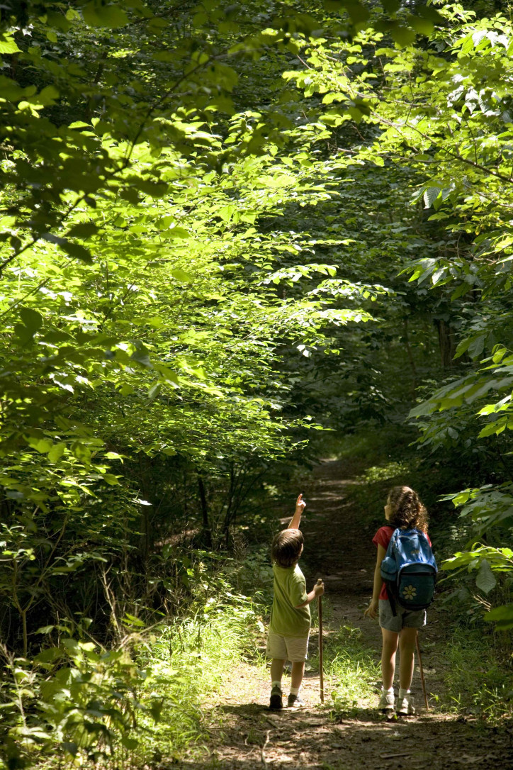 Dzieci spacerujące po lesie/ fot. Hillebrand Steve (Wikimedia Commons)