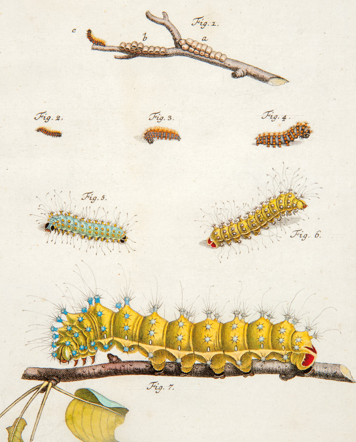 August Johann Rösel von Rosenhof • gąsienica pawicy gruszówki • miedzioryt i akwaforta, kolorowane