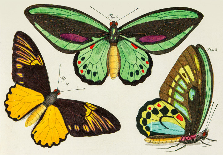 Gabriel Bodenehr, Ludwig Schmidt wg Krügera juniora • paziowate: Ornithoptera priamus [1,2], Troides magellanus [3] • miedzioryt kolorowany