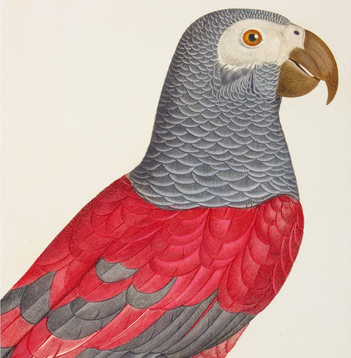 Louis Bouquet wg Jacques’a Barrabanda • papuga szara/żako, „Red Factor” • miedzioryt i akwaforta z wykorzystaniem techniki punktowej, odbitka barwna podkolorowana