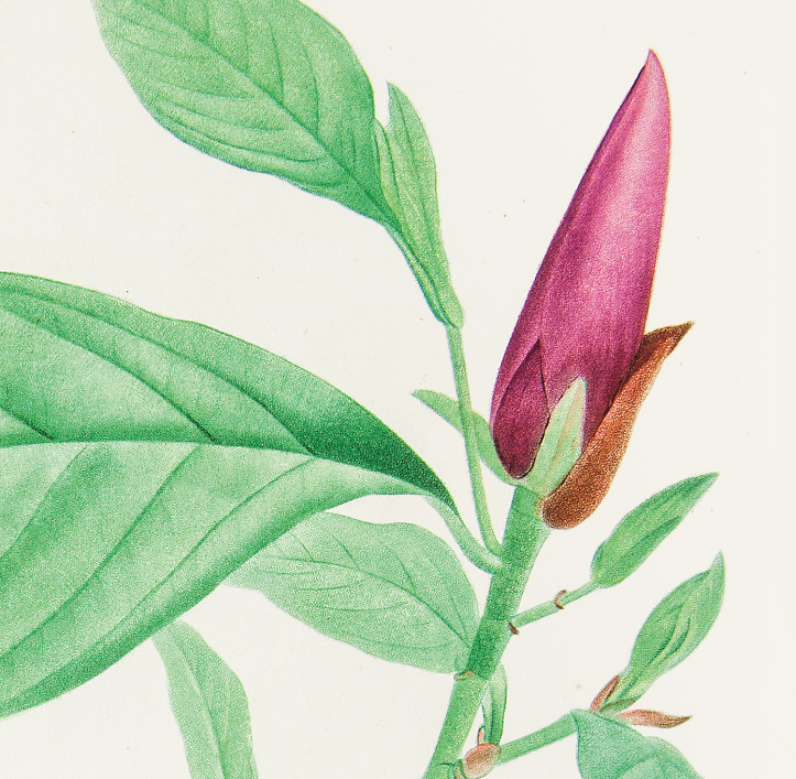 P.F. Legrand wg Pierre’a-Josepha Redoutégo • magnolia purpurowa • akwatinta z elementami miedziorytu i akwaforty, odbitka barwna kolorowana