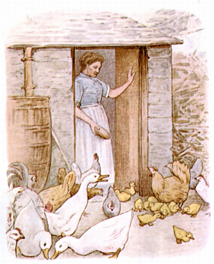ilustracja z książki Beatrix Potter "Kaczka Tekla Kałużyńska", 1908 r./The Gutenberg Project