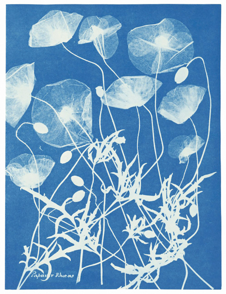 Anna Atkins, "Mak polny", 1861 r./zdjęcie: domena publiczna