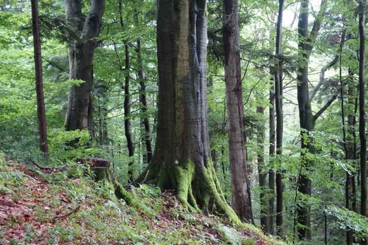  Gospodarka leśna w Bieszczadach oznacza utratę jednych z ostatnich i najpiękniejszych zarazem lasów naturalnych Europy. (fot. M. Książek)