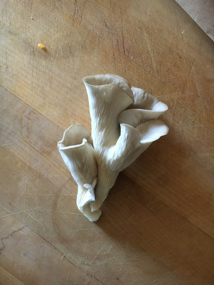 A Grey Dove Oyster mushroom, grown by Sophie and ready to eat. Photo by Sophie Perry