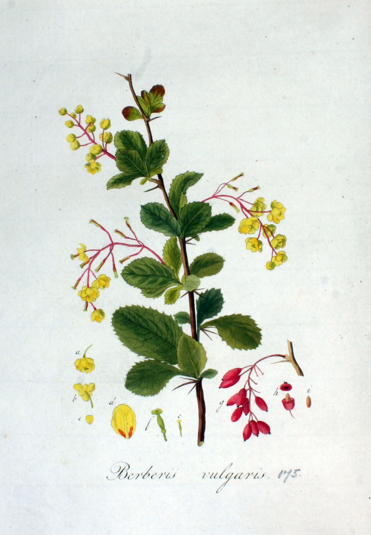  Berberis vulgaris, Jan Kops (domena publiczna)