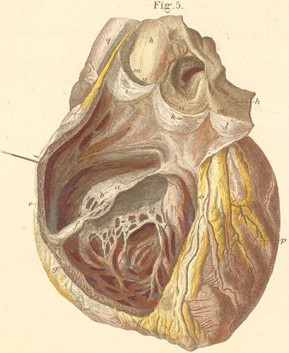 ilustracja z "Handbuch der Anatomie des Menschen", Carl Ernest Bock, 1841 r. / Flickr (CC BY 2.0)
