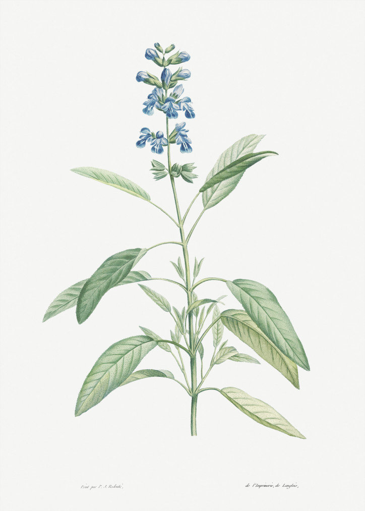 Szałwia, ilustracja z "La Botanique", Pierre-Joseph Redouté, 1805 r.; źródło: Rawpixel Ltd/Flickr (CC BY 4.0)