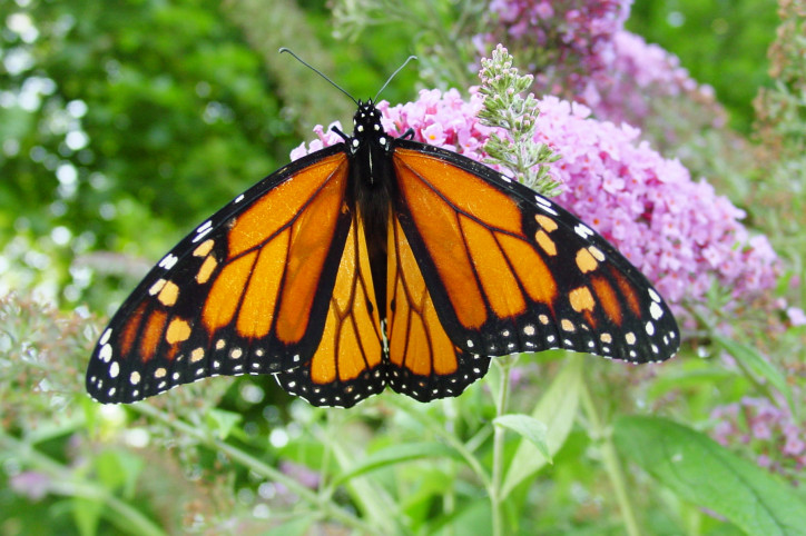 monarcha, fot: Captain-tucker, Wikipedia CC BY-SA 3.0