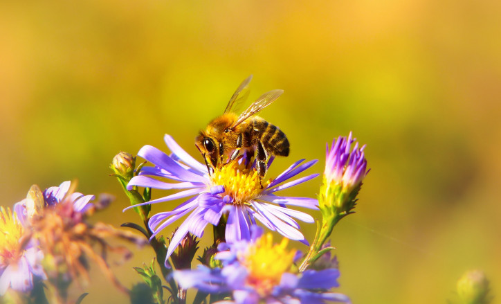 zdjęcie: Krzysztof Niewolny/Unsplash